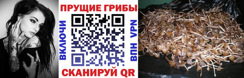 Галлюциногенные грибы Psilocybe  Купить закладки  Санкт-Петербург 